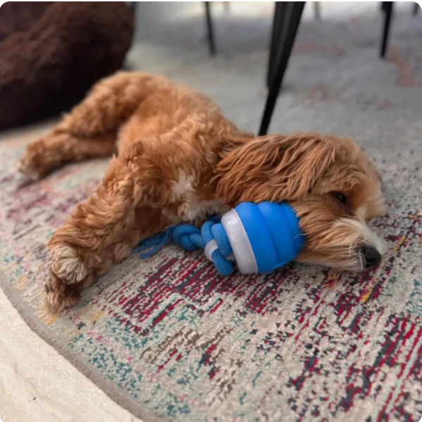 Interactive Chew Dog Toy for Dental Health – Engaging Movement, Durable Non-toxic Plastic, Ideal for All Sizes 3