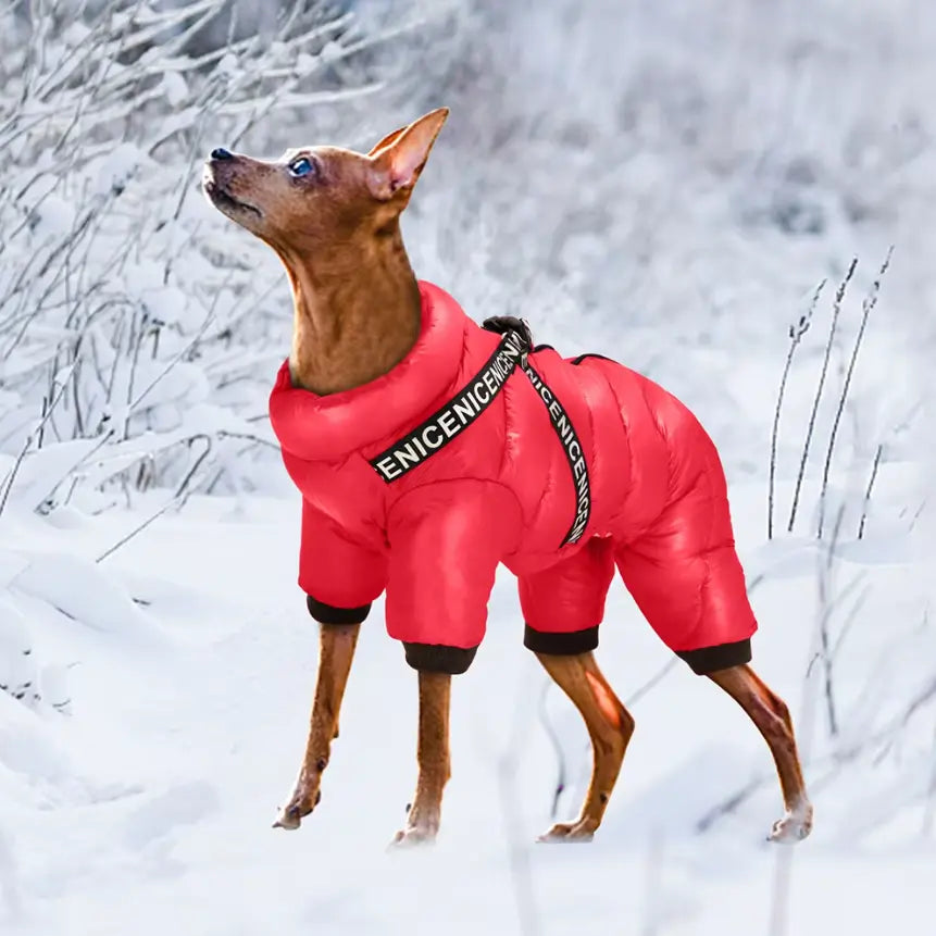 Waterproof Dog Winter Coat with Insulated Warmth – Dog Jacket for Cold Weather Adventures 2